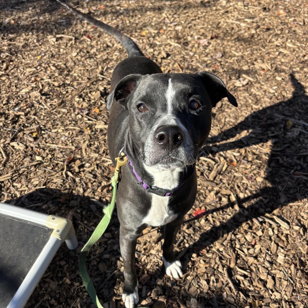 Enlarge Shyla (Bella), a Adoptable Retriever in Briarcliff Manor, NY image 2/3