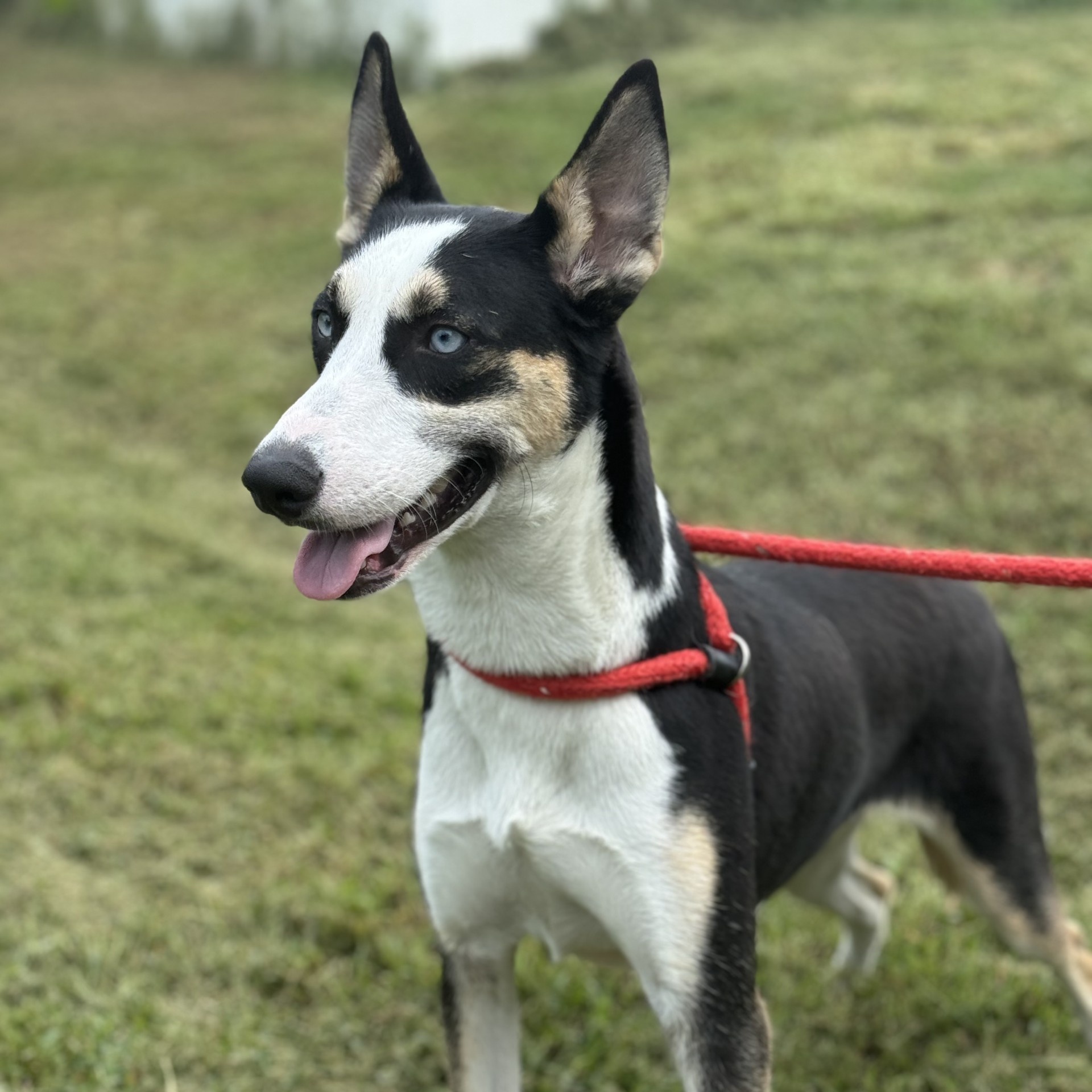 Huck Borneo (CONC-A-85), a Adoptable mixed breed in Concord, NC image 2/6