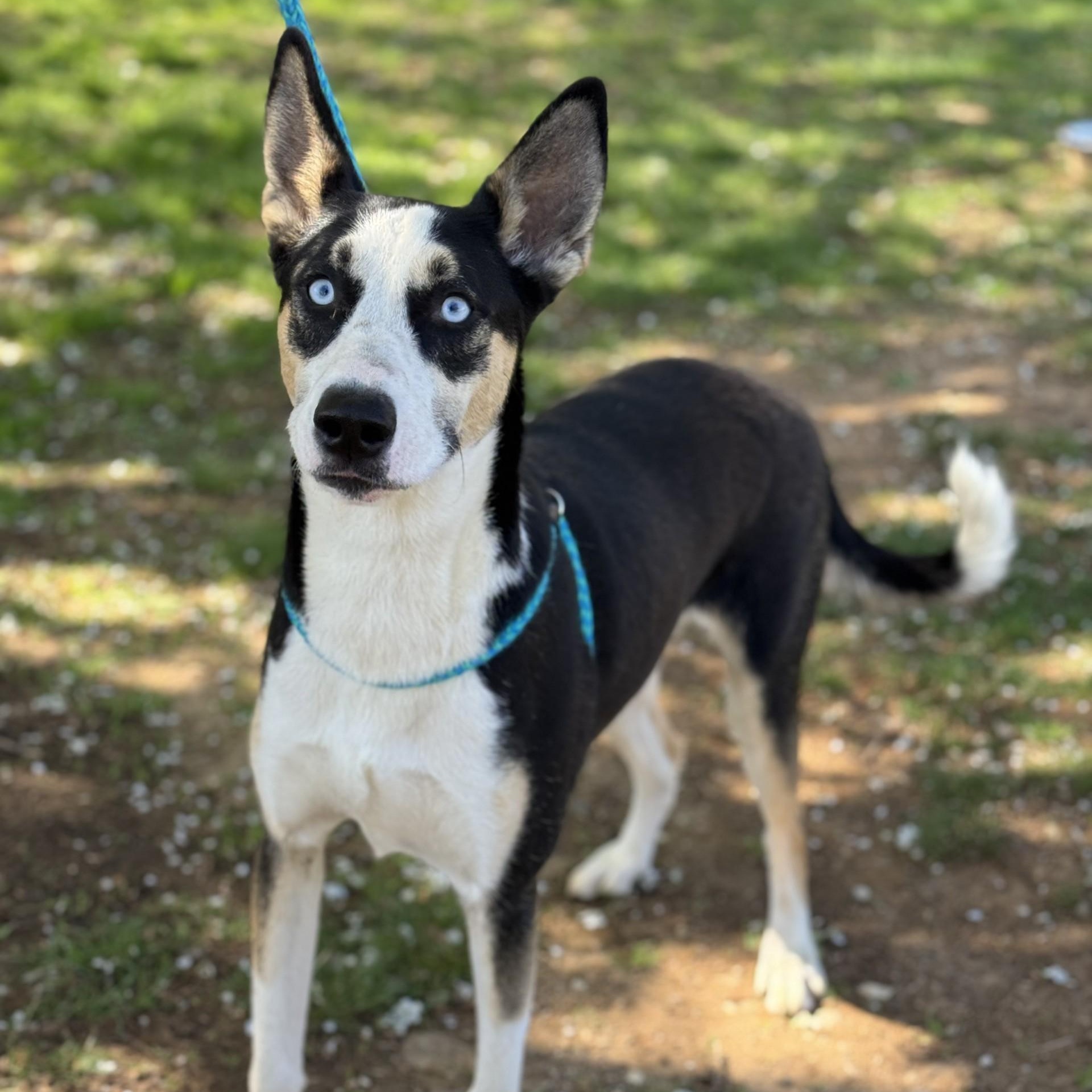 Huck Borneo (CONC-A-85), a Adoptable mixed breed in Concord, NC image 1/6