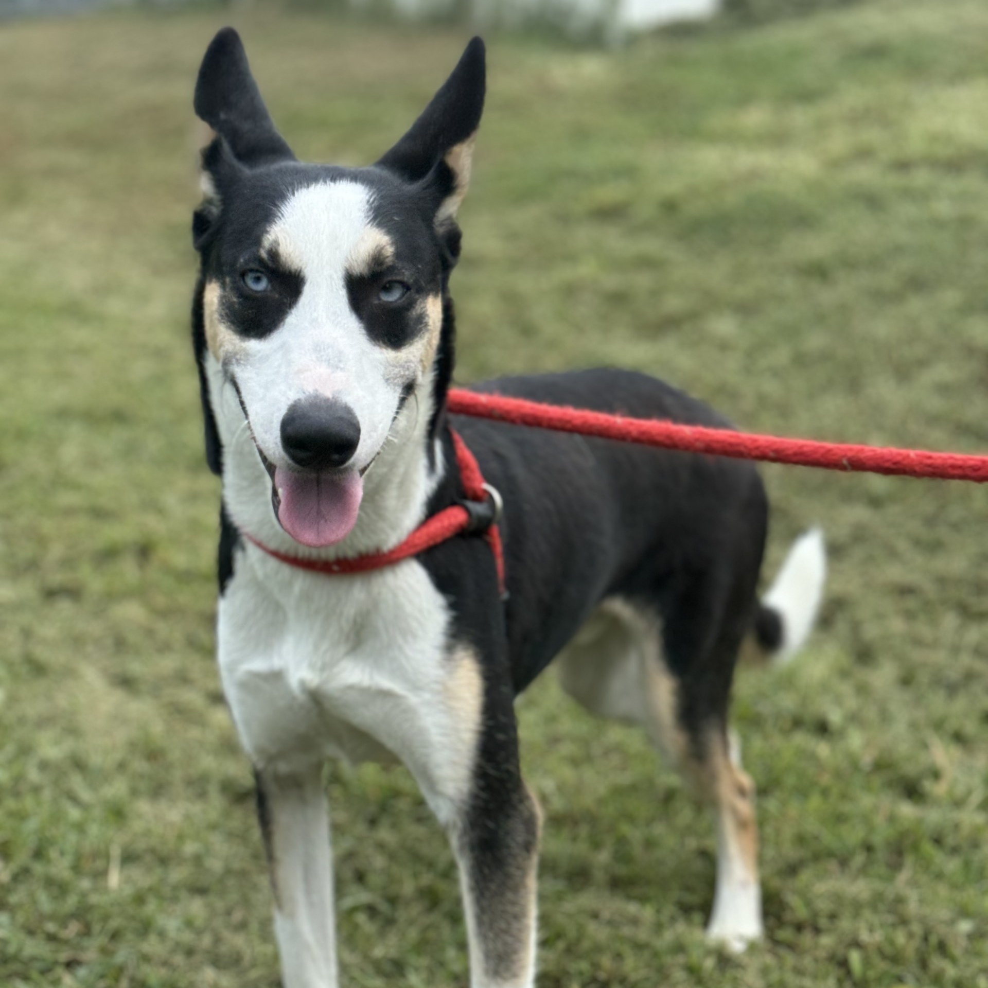 Huck Borneo (CONC-A-85), a Adoptable mixed breed in Concord, NC image 6/6