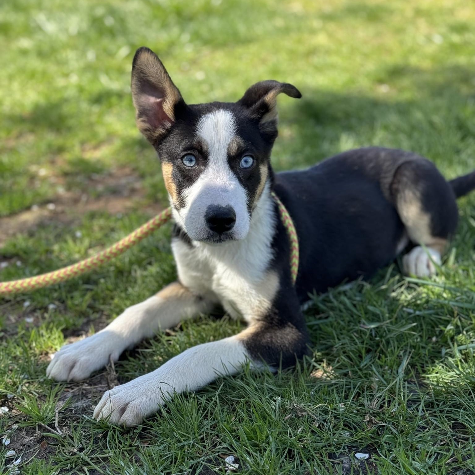 Huck Borneo (CONC-A-85), a Adoptable mixed breed in Concord, NC image 4/6