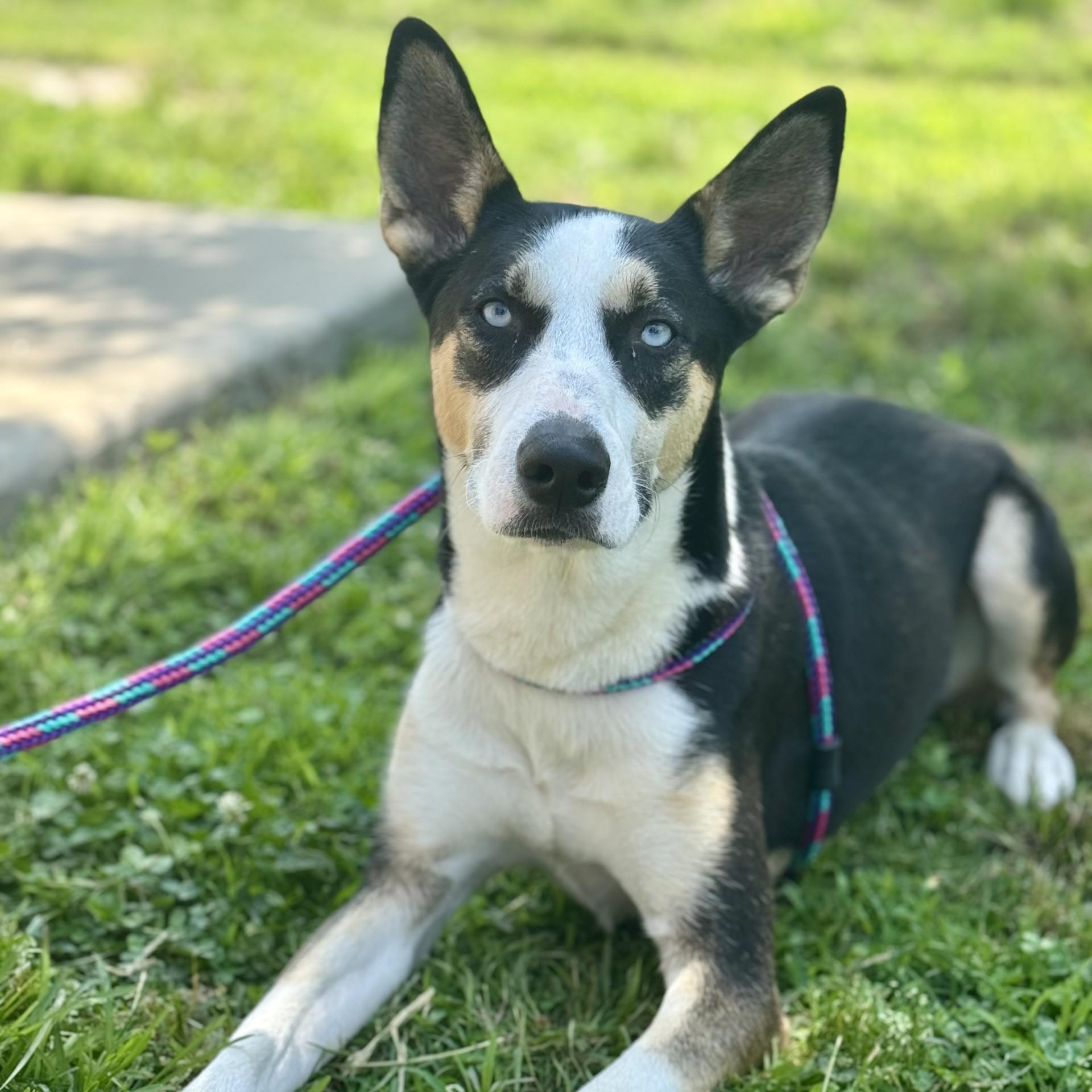 Huck Borneo (CONC-A-85), a Adoptable mixed breed in Concord, NC image 3/6