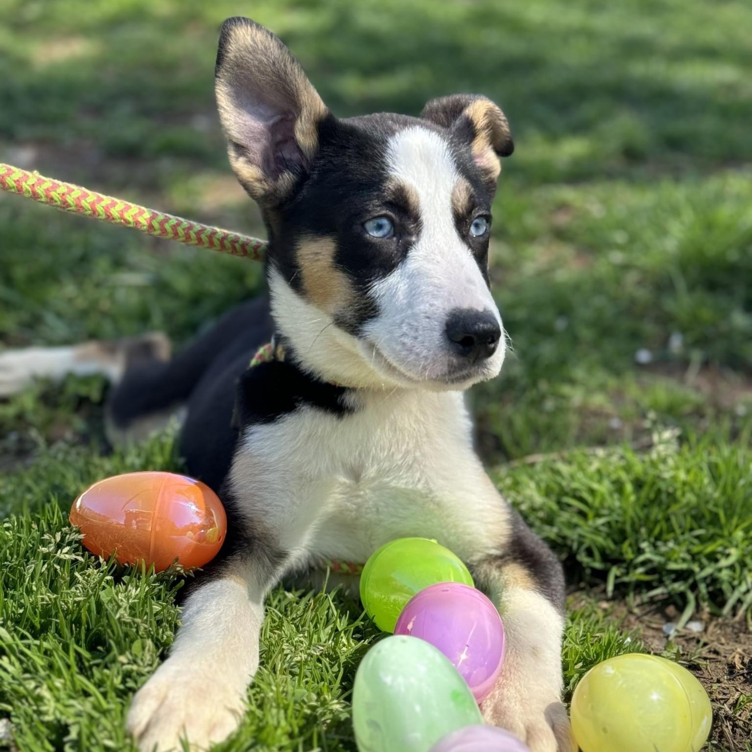 Huck Borneo (CONC-A-85), a Adoptable mixed breed in Concord, NC image 5/6