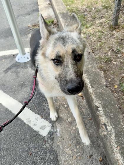 Mindy, Adoptable, Adult Female German Shepherd Dog & Mixed Breed.