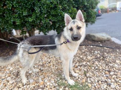Enlarge Mindy, a Adoptable mixed breed in Washington, DC image 2/3