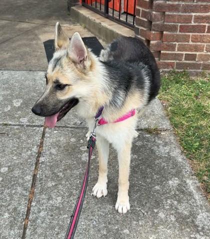 Enlarge Mindy, a Adoptable mixed breed in Washington, DC image 3/3