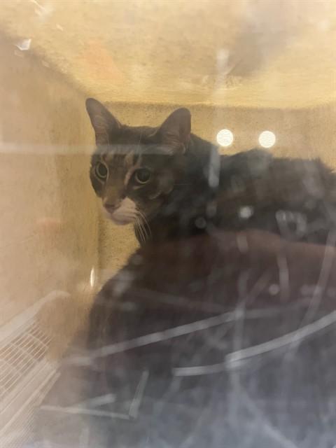 Enlarge WHOPPER, a Adoptable Domestic Medium Hair in Louisville, KY image 1/1
