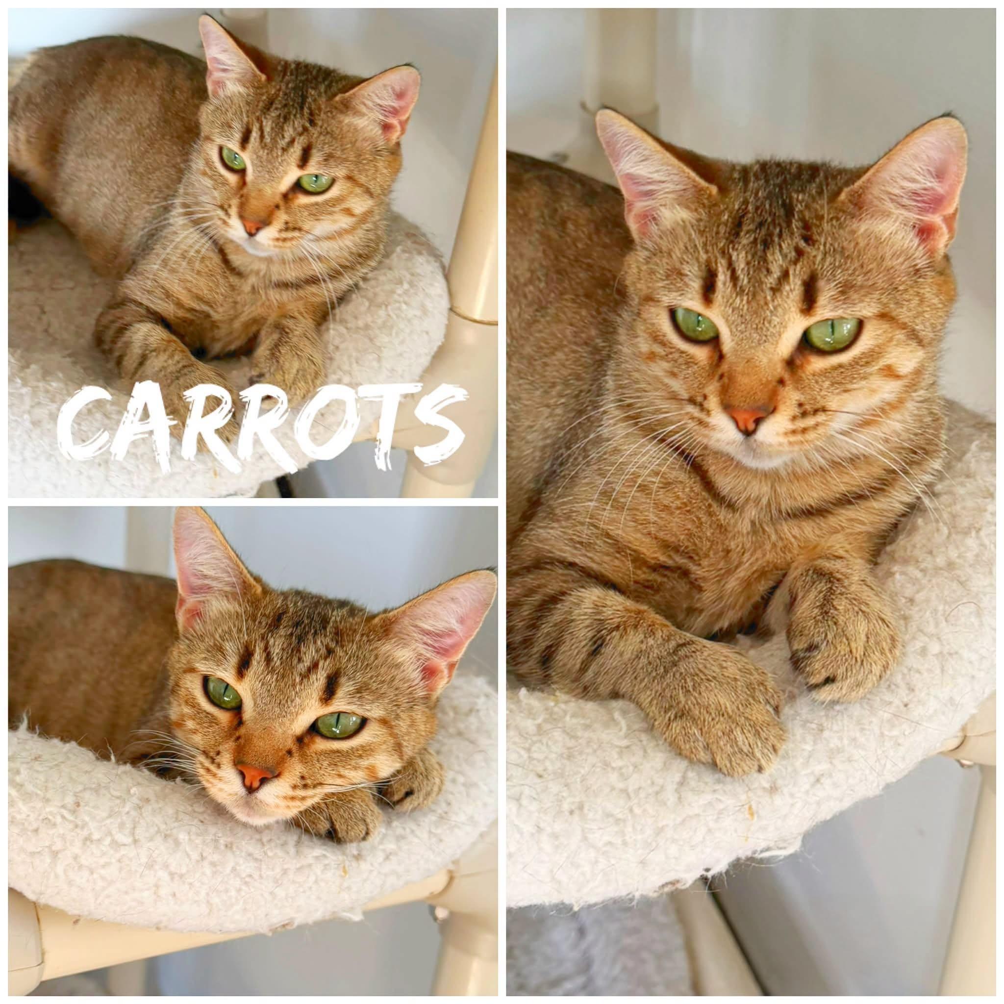 Carrots, ADOPTABLE, Adult Female Domestic Short Hair.