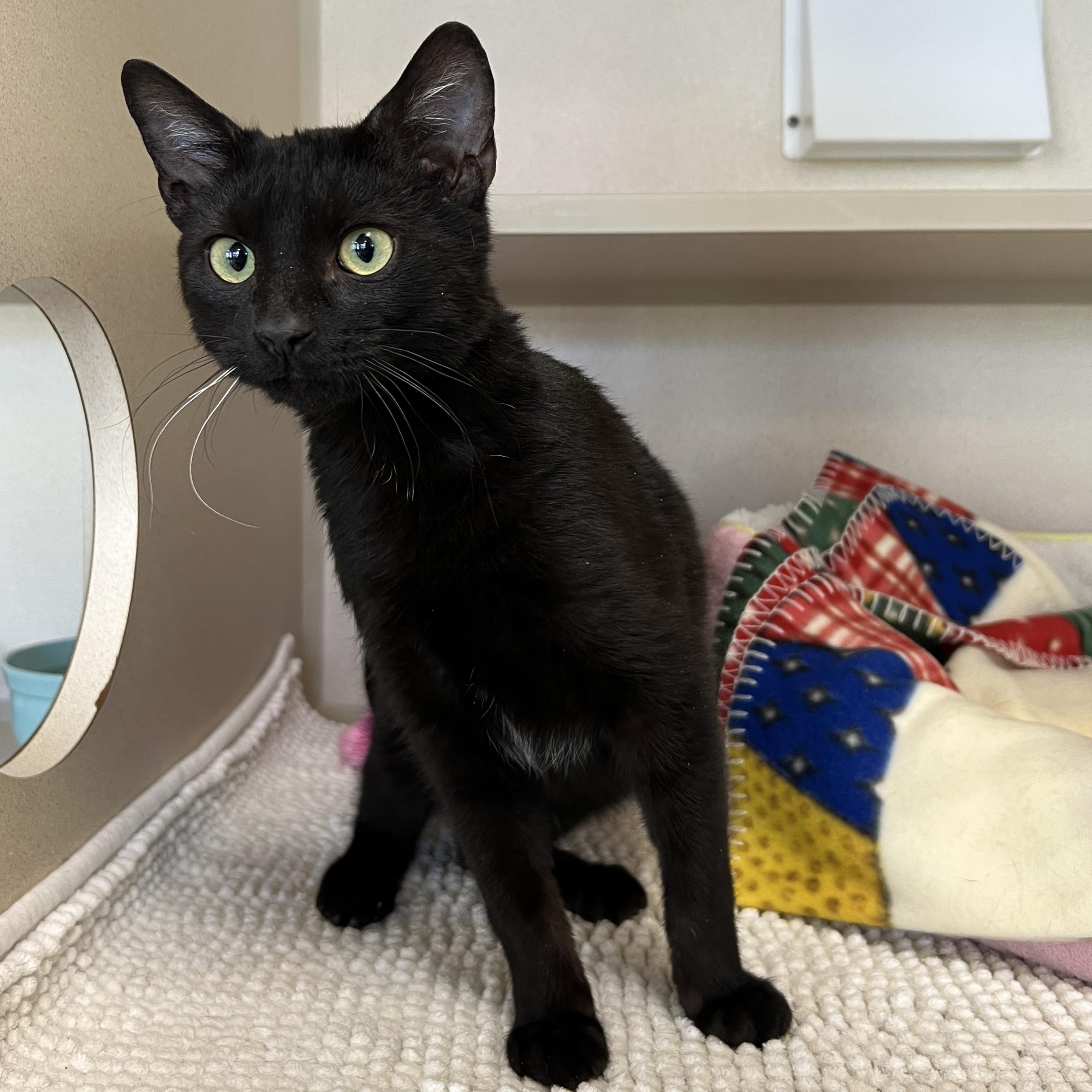 Enlarge Dabloons, an adopted Domestic Short Hair in Eatontown, NJ image 3/6