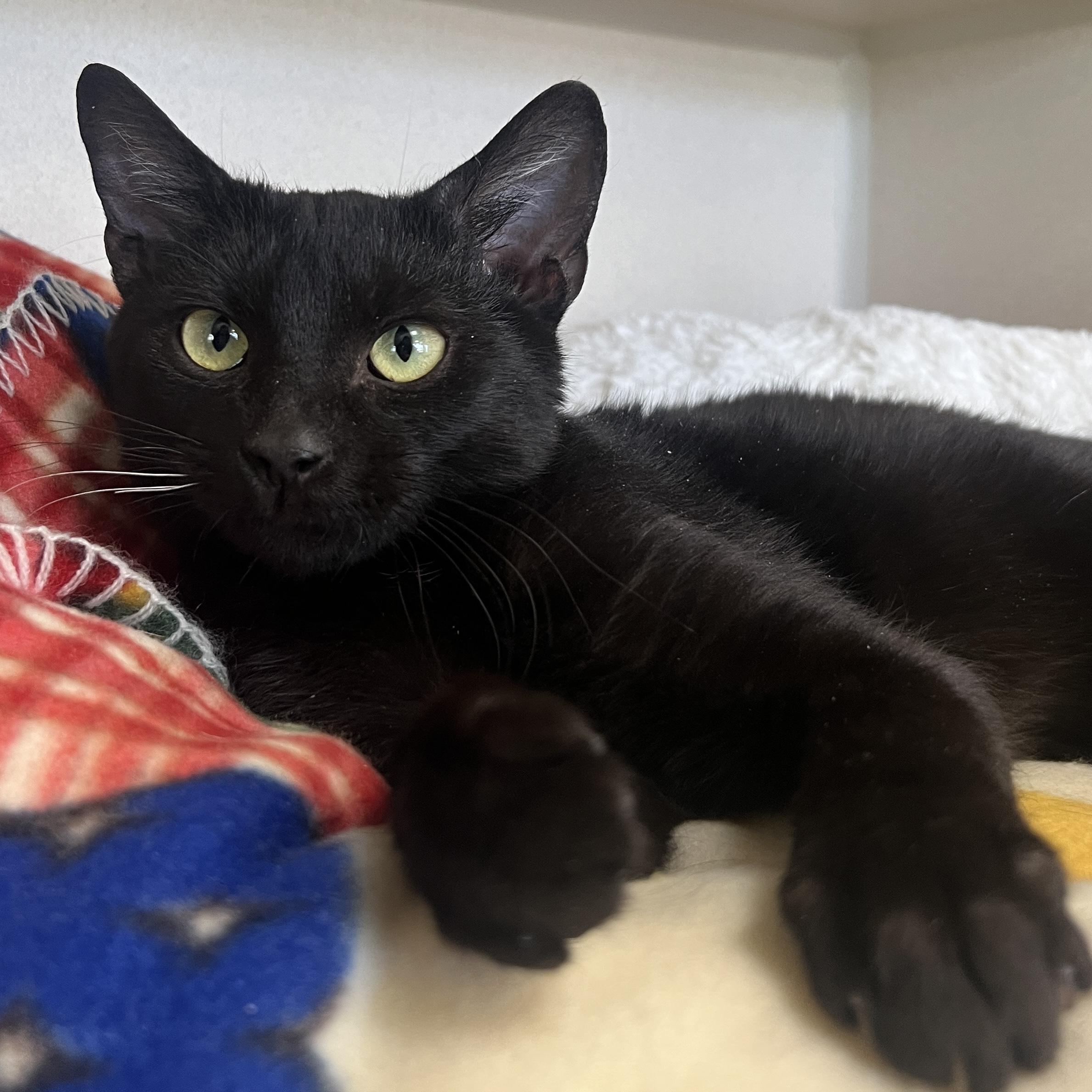 Dabloons, adopted, Young Male Domestic Short Hair.