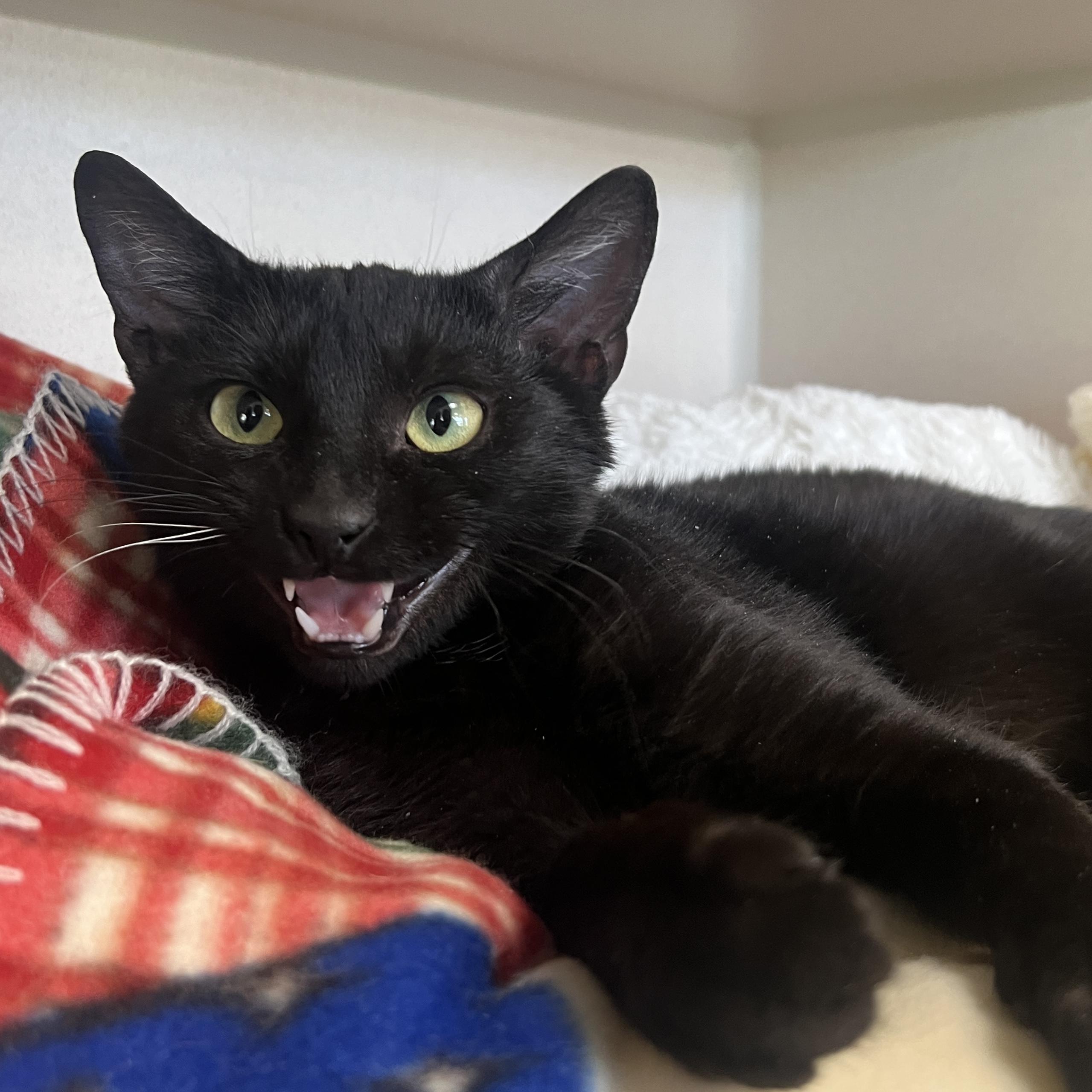 Enlarge Dabloons, an adopted Domestic Short Hair in Eatontown, NJ image 5/6