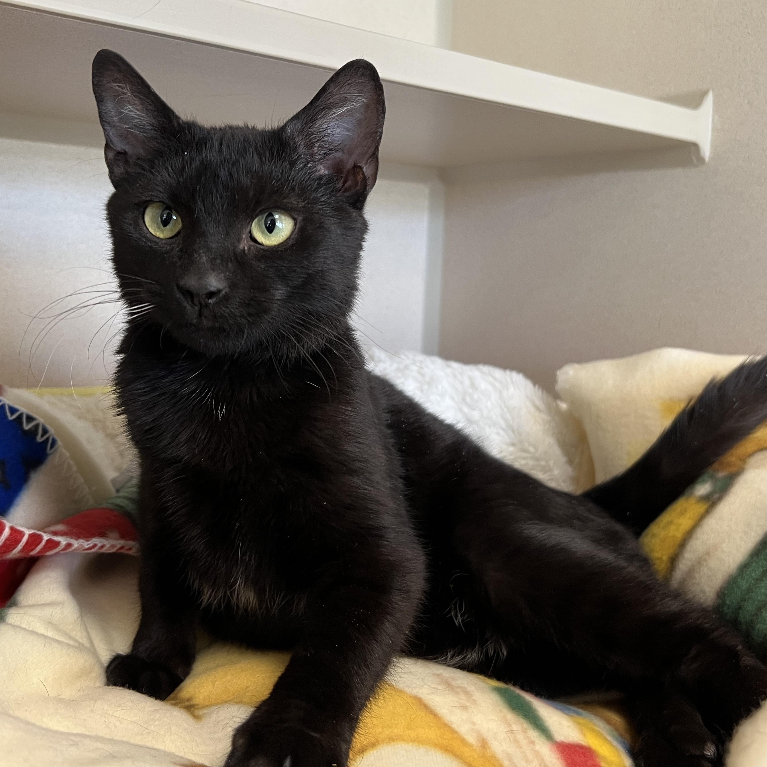 Enlarge Dabloons, an adopted Domestic Short Hair in Eatontown, NJ image 6/6