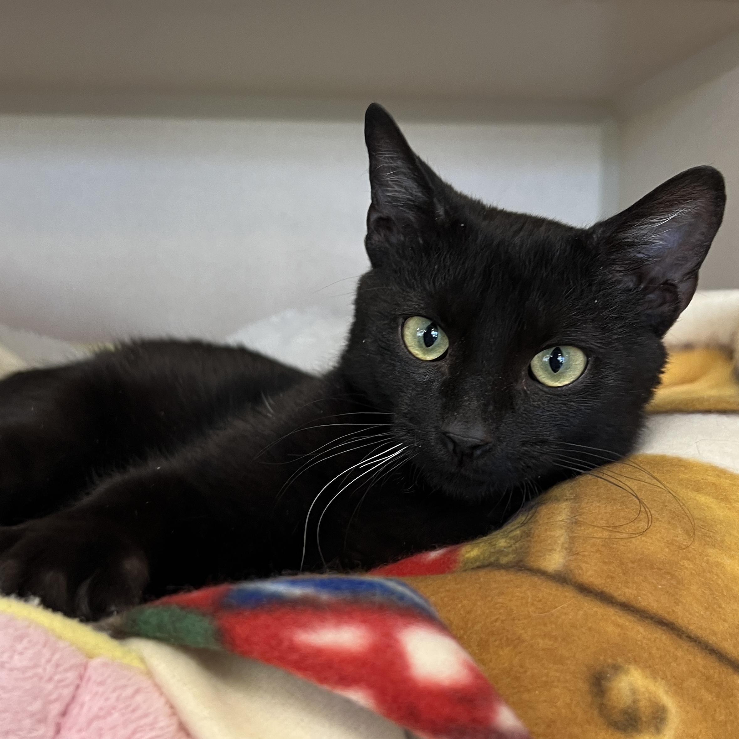 Enlarge Dabloons, an adopted Domestic Short Hair in Eatontown, NJ image 2/6