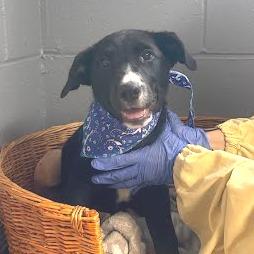 Caterpillar, a Adoptable Coonhound in Belleville, IL image 3/6