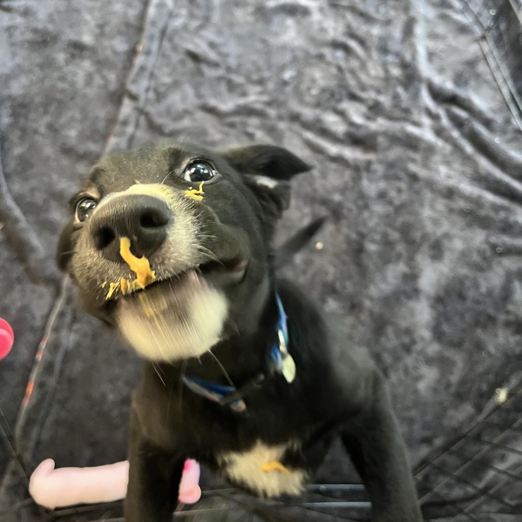 Caterpillar, a Adoptable Coonhound in Belleville, IL image 4/6