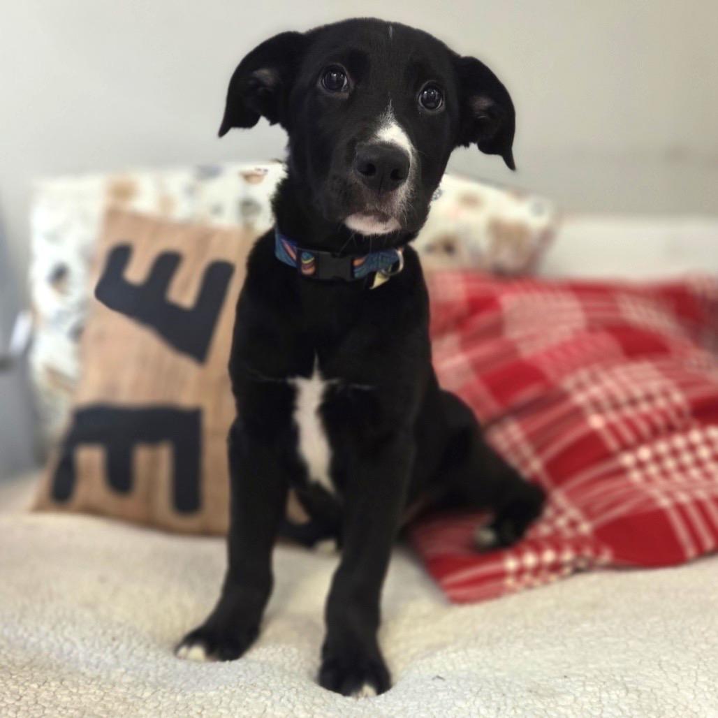 Caterpillar, a Adoptable Coonhound in Belleville, IL image 6/6