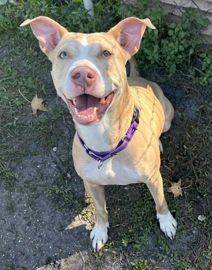 Enlarge Cornbread, a Adoptable mixed breed in Palm Coast, FL image 2/3