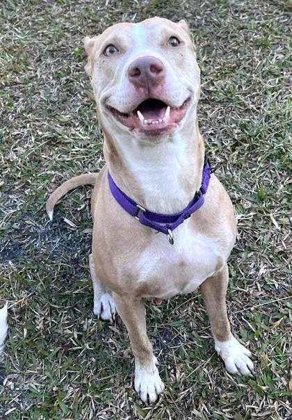 Cornbread, Adoptable, Adult Female Terrier & Mixed Breed.