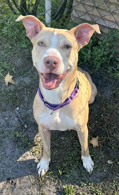 Enlarge Cornbread, a Adoptable mixed breed in Palm Coast, FL image 2/3