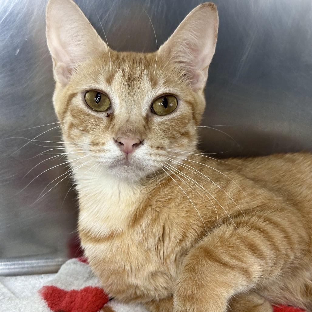 Fairy Godmother, Adoptable, Young Female Domestic Short Hair.