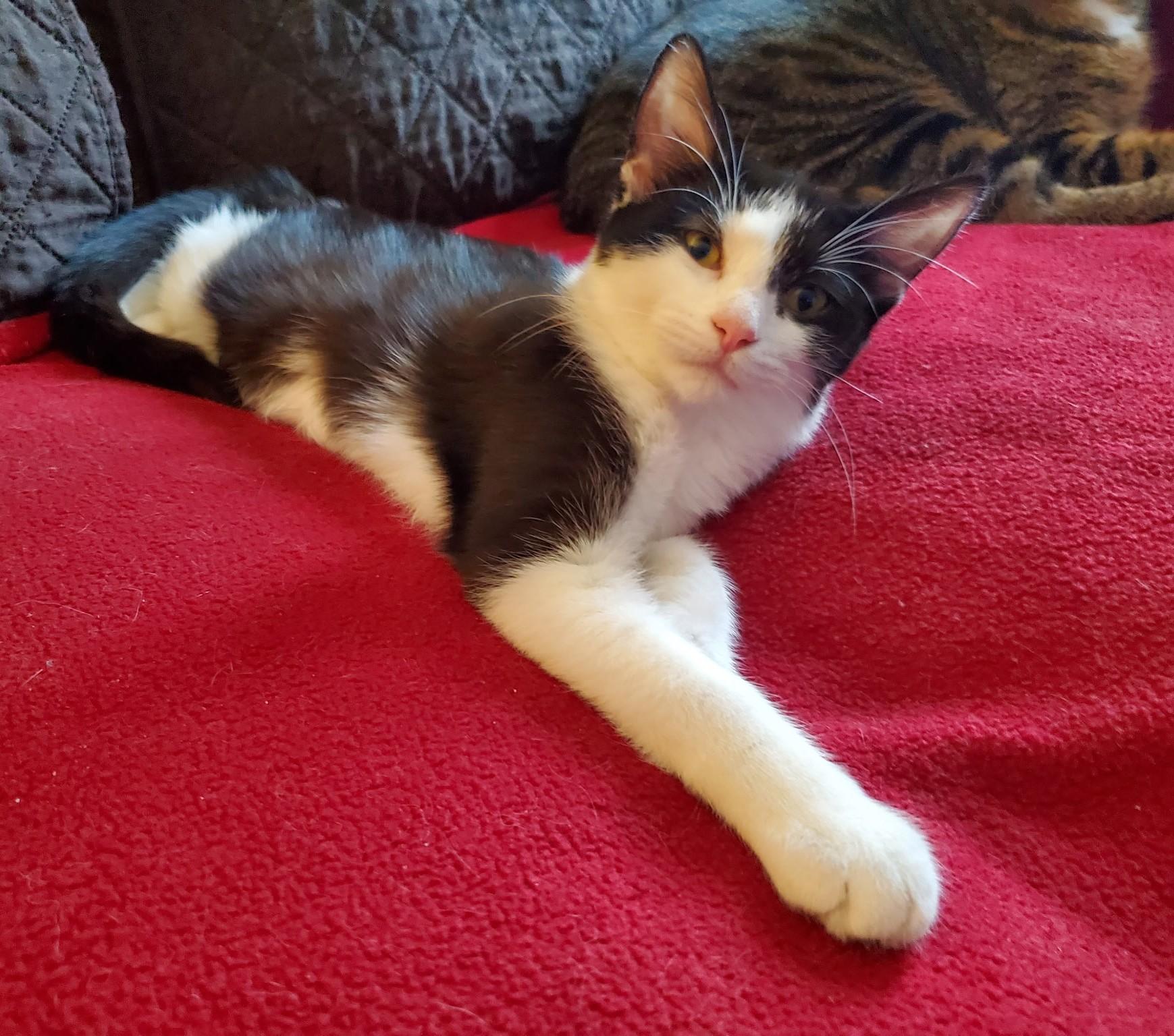 CINDY, Adoptable, Young Female Domestic Short Hair.