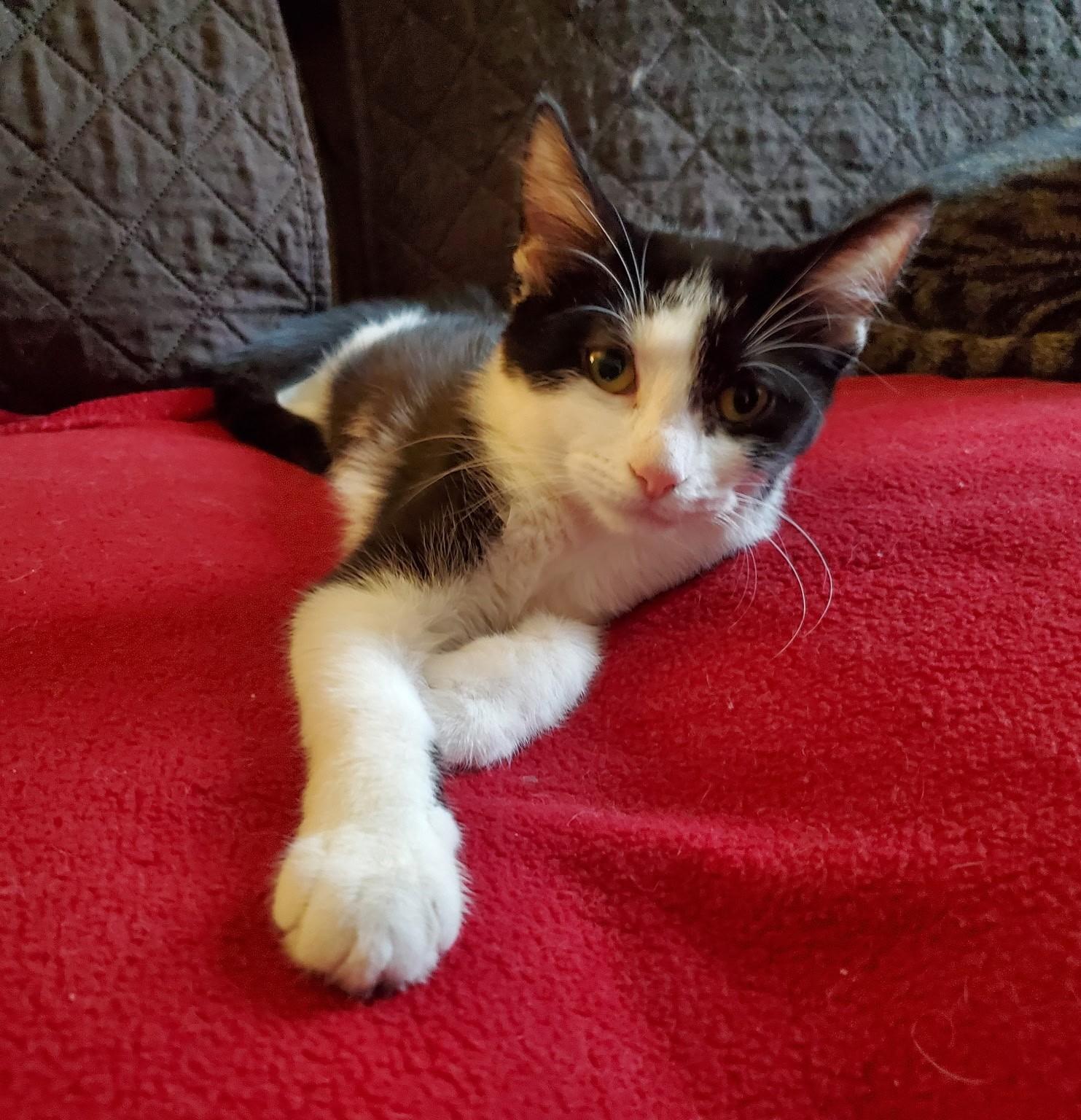 Enlarge CINDY, a Adoptable Domestic Short Hair in Chicago Ridge, IL image 2/2