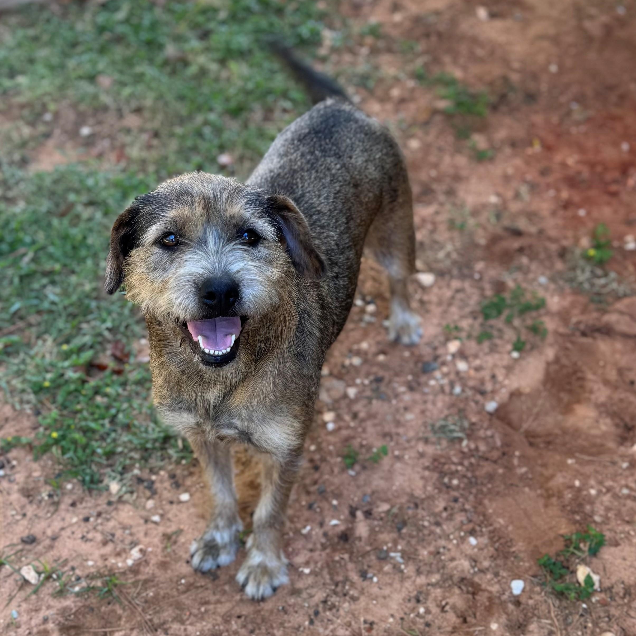 Enlarge Ghost, a Adoptable mixed breed in Summerdale, AL image 1/1