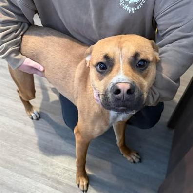 Enlarge Panzer, a Adoptable Mixed Breed in Fredericksburg, VA image 2/6