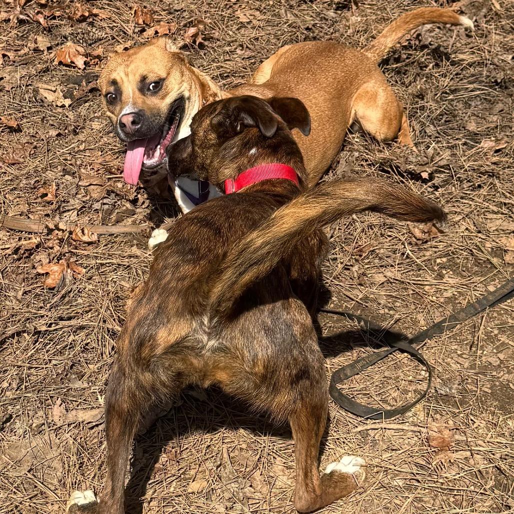 Enlarge Panzer, a Adoptable Mixed Breed in Fredericksburg, VA image 3/6