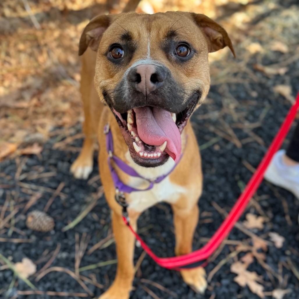 Enlarge Panzer, a Adoptable Mixed Breed in Fredericksburg, VA image 4/6