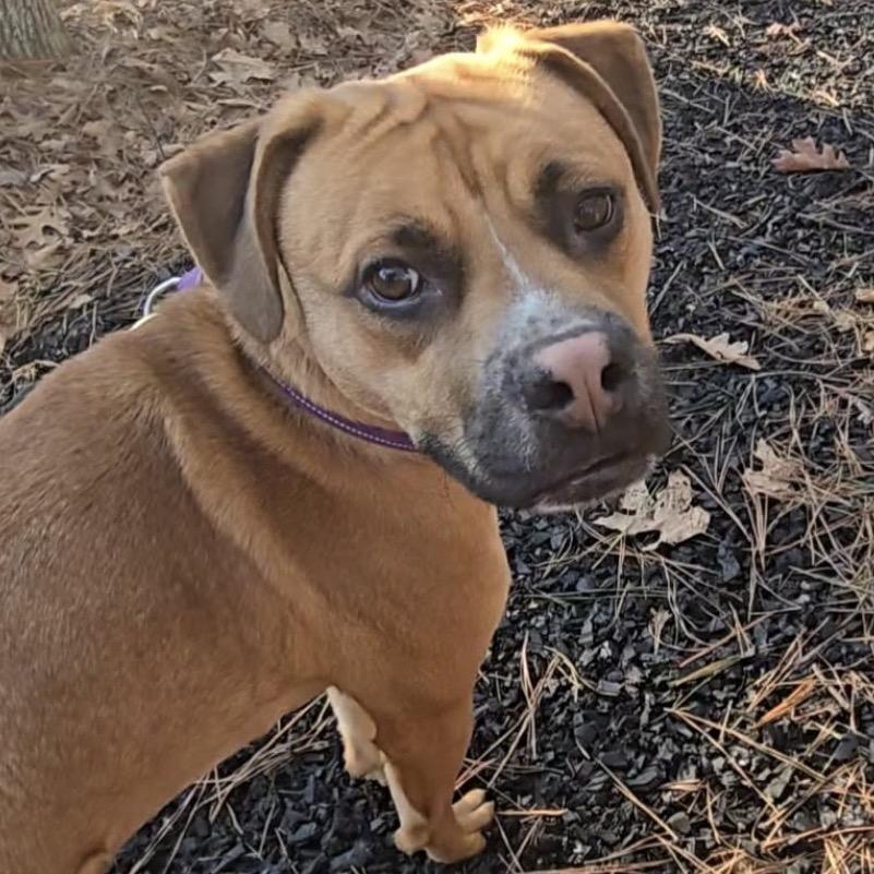 Panzer, a Adoptable Mixed Breed in Fredericksburg, VA image 3/6