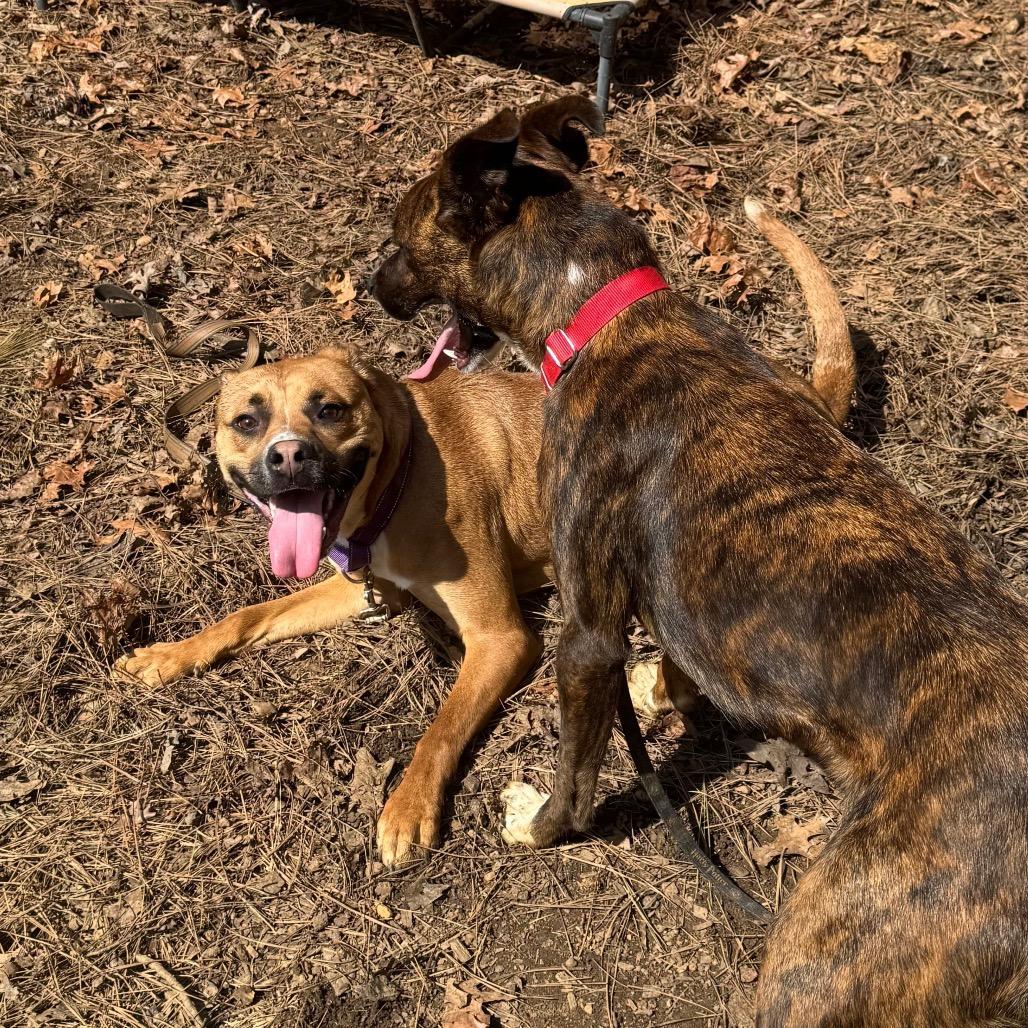 Enlarge Panzer, a Adoptable Mixed Breed in Fredericksburg, VA image 5/6