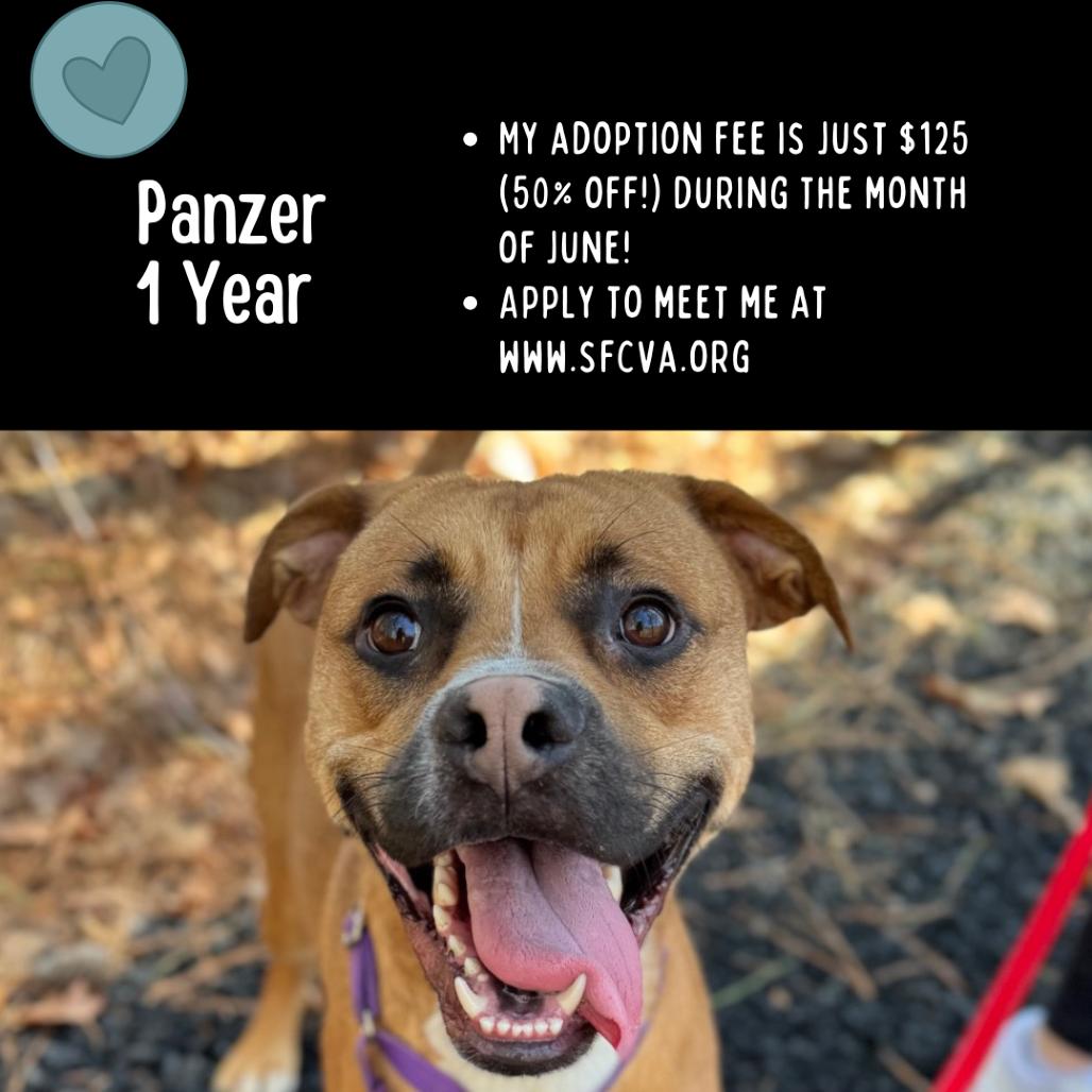 Panzer, a Adoptable Mixed Breed in Fredericksburg, VA image 5/6