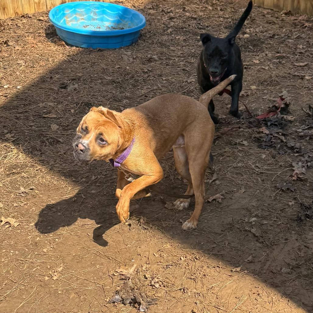 Enlarge Panzer, a Adoptable Mixed Breed in Fredericksburg, VA image 6/6