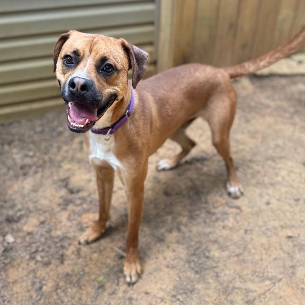 Enlarge Panzer, a Adoptable Mixed Breed in Fredericksburg, VA image 6/6