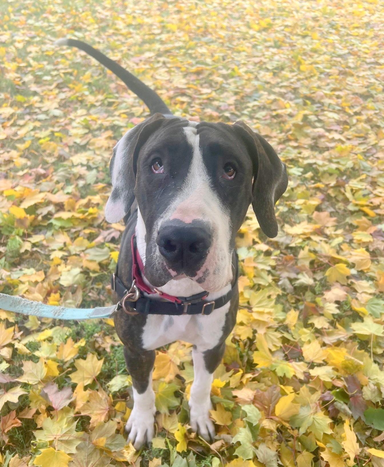 Enlarge Harley - fun-loving, adorable girl!, a Adoptable mixed breed in Oshkosh, WI image 1/3