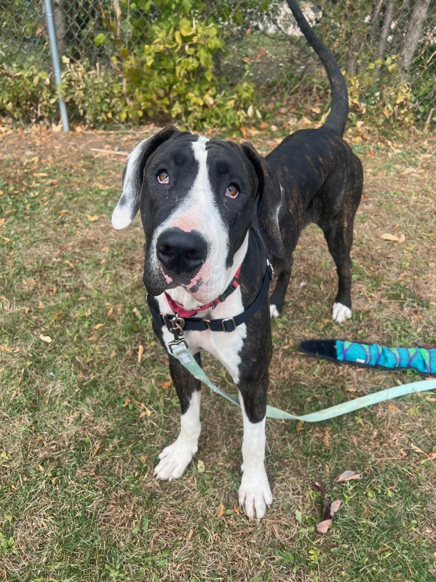 Enlarge Harley - fun-loving, adorable girl!, a Adoptable mixed breed in Oshkosh, WI image 2/3