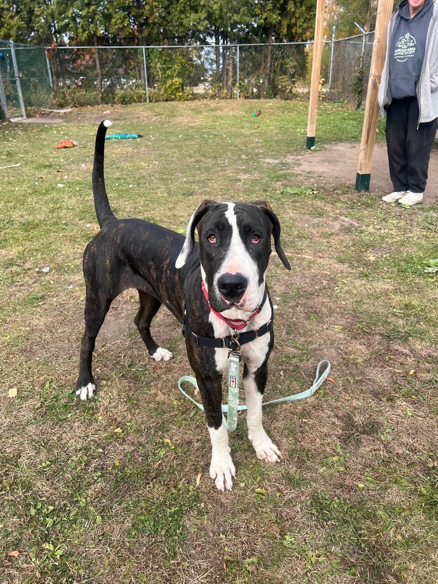 Enlarge Harley - fun-loving, adorable girl!, a Adoptable mixed breed in Oshkosh, WI image 3/3