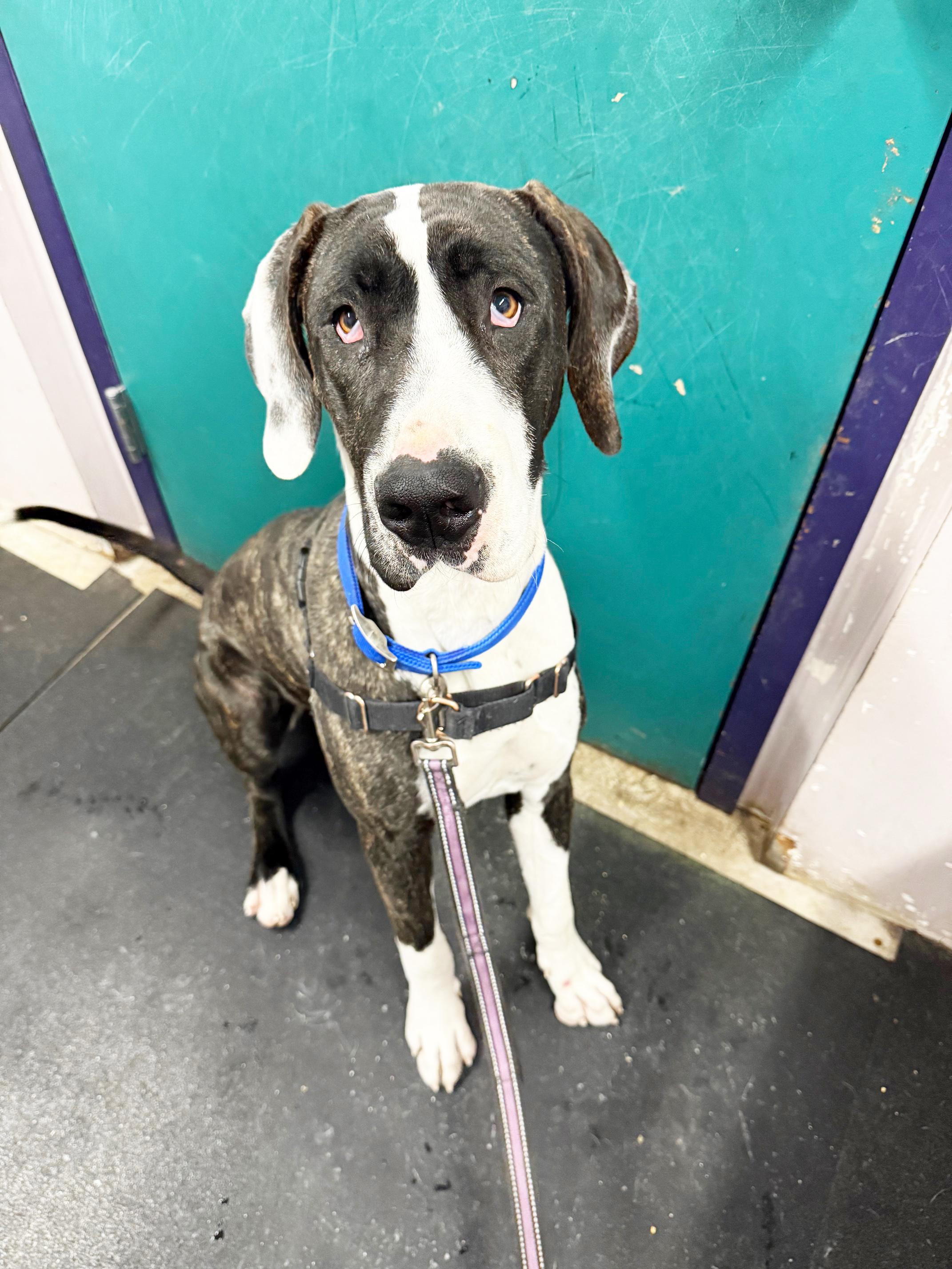 Harley - fun-loving, adorable girl!, Adoptable, Young Female Mixed Breed.