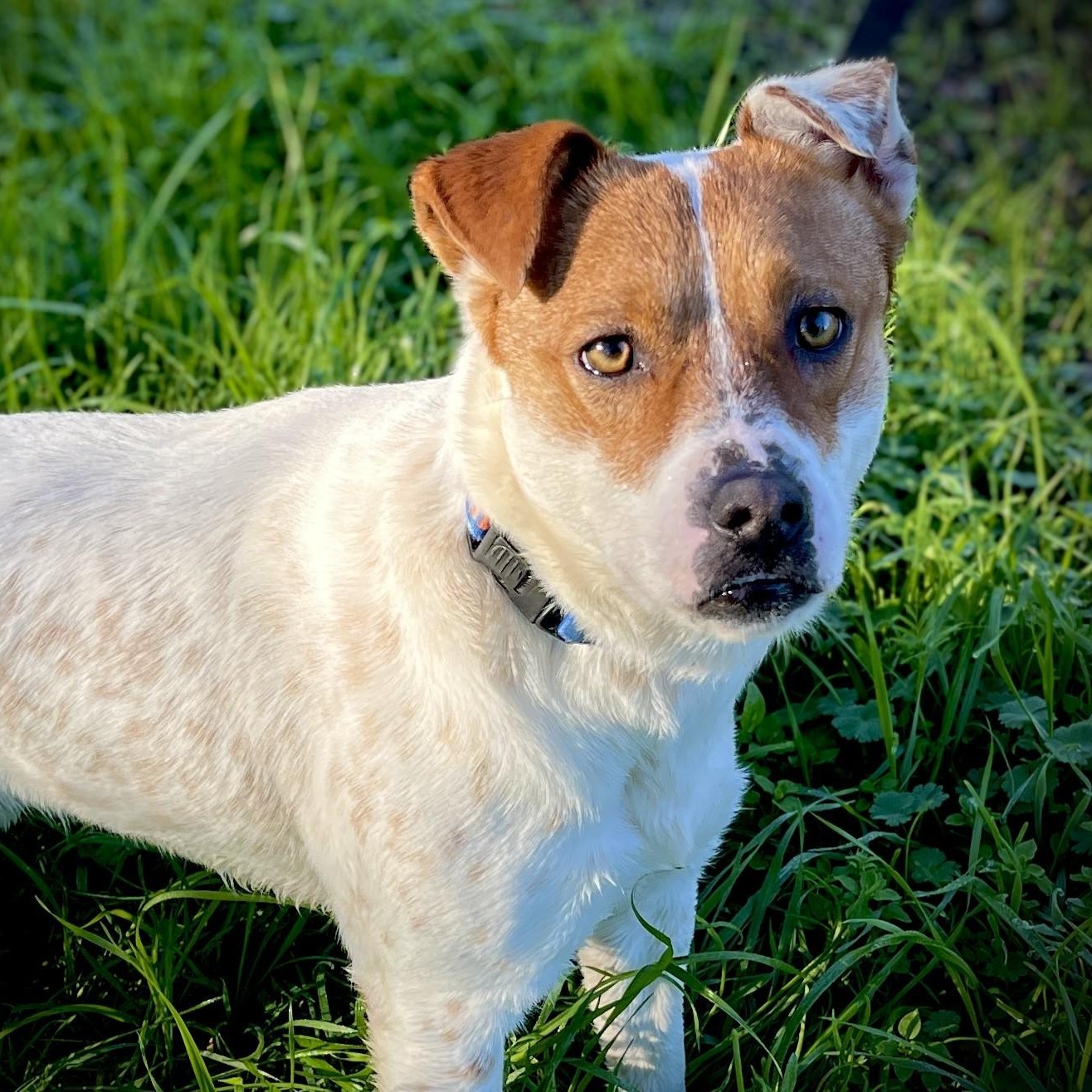 Enlarge Missie, a ADOPTABLE mixed breed in San Andreas, CA image 1/3