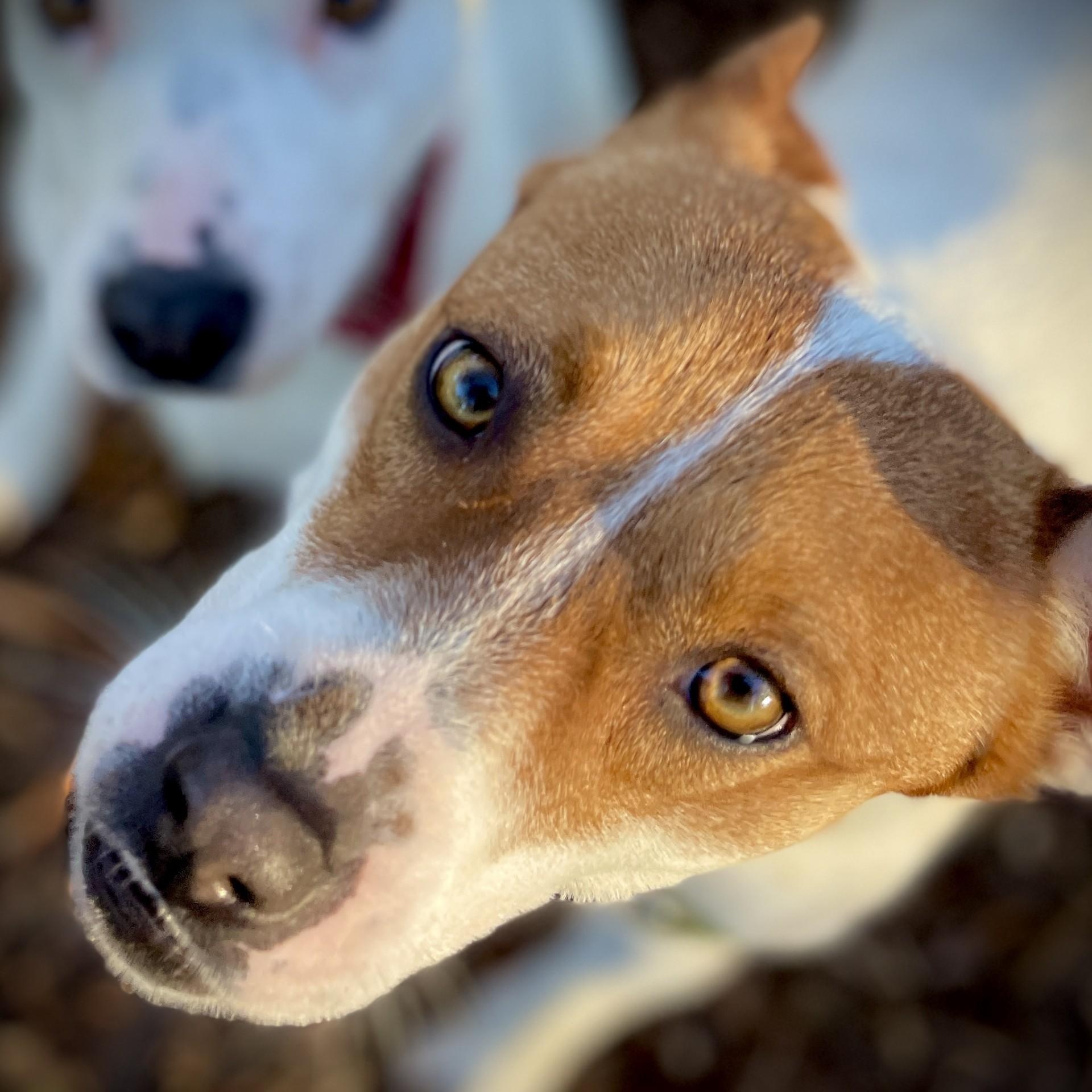 Enlarge Missie, a ADOPTABLE mixed breed in San Andreas, CA image 3/3