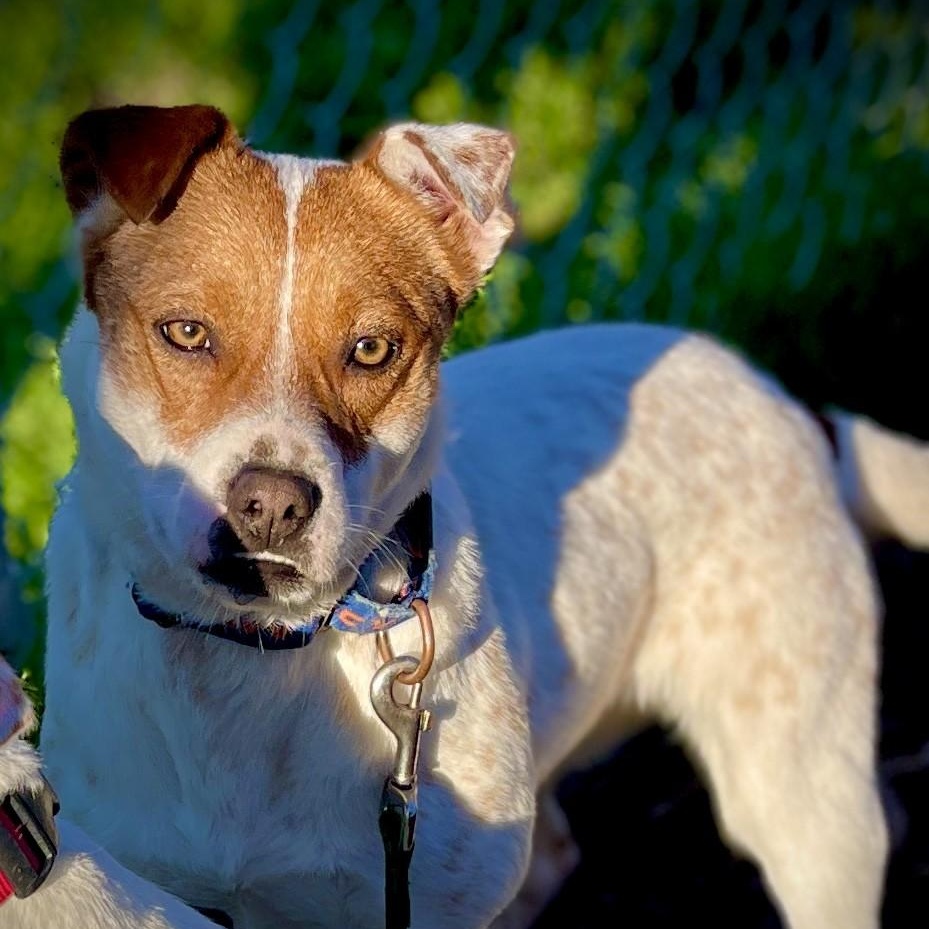Enlarge Missie, a ADOPTABLE mixed breed in San Andreas, CA image 2/3