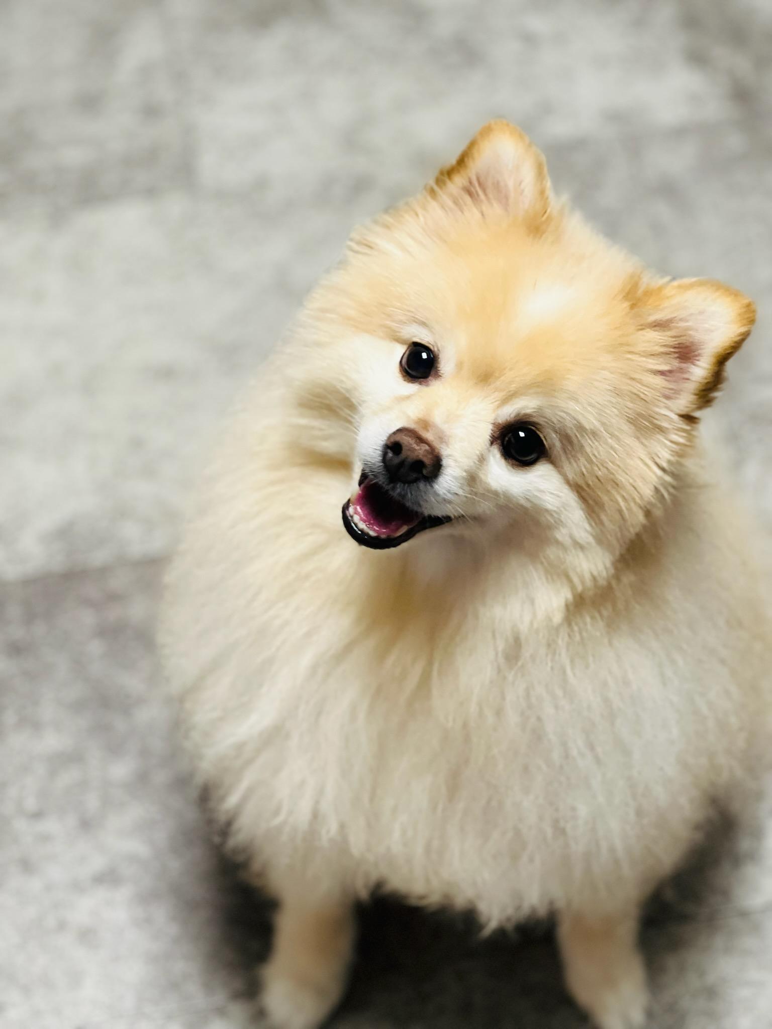 Enlarge Buddy, a Adopted Pomeranian in Clarksville, TN image 1/4