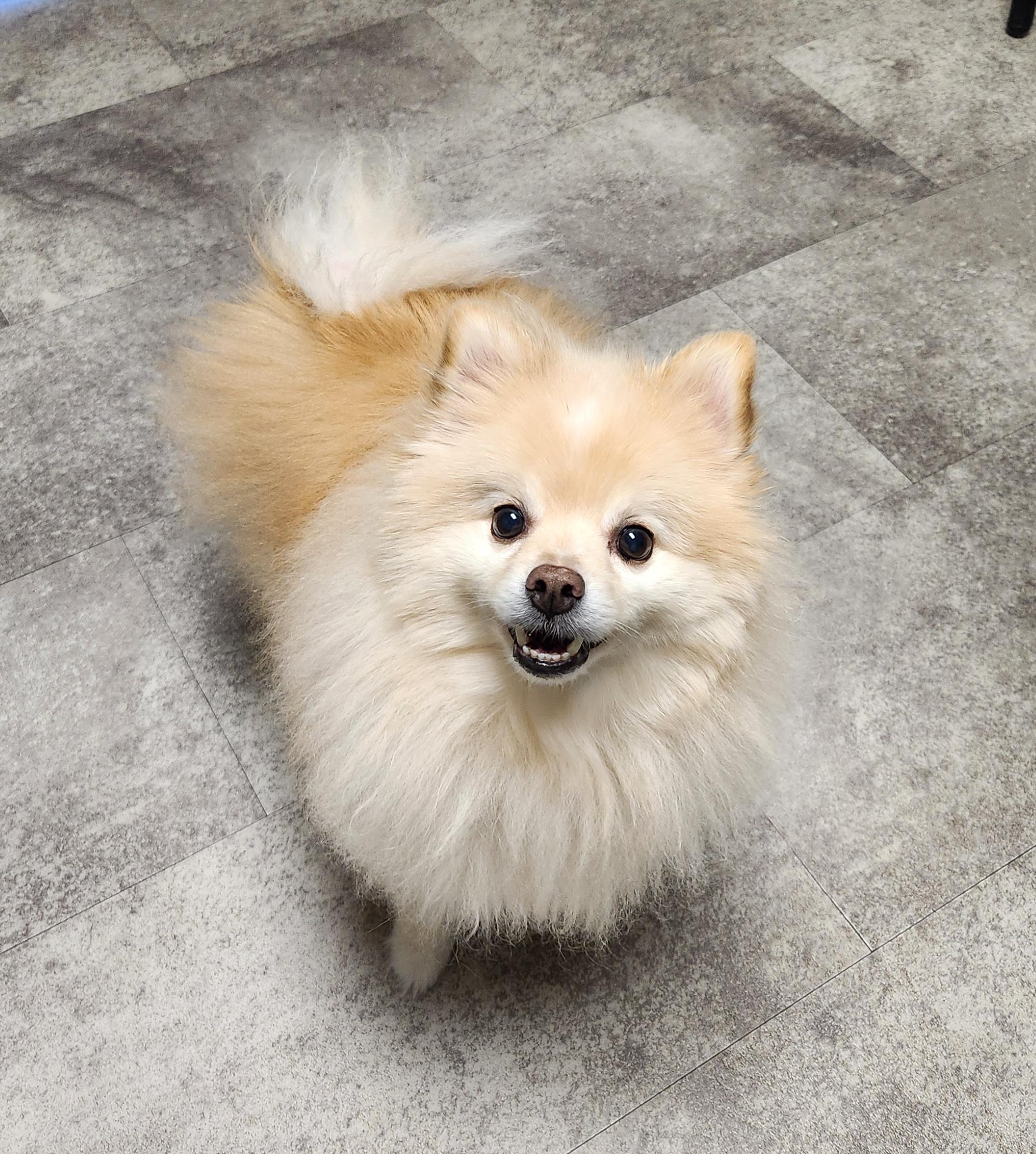 Enlarge Buddy, a Adopted Pomeranian in Clarksville, TN image 3/4