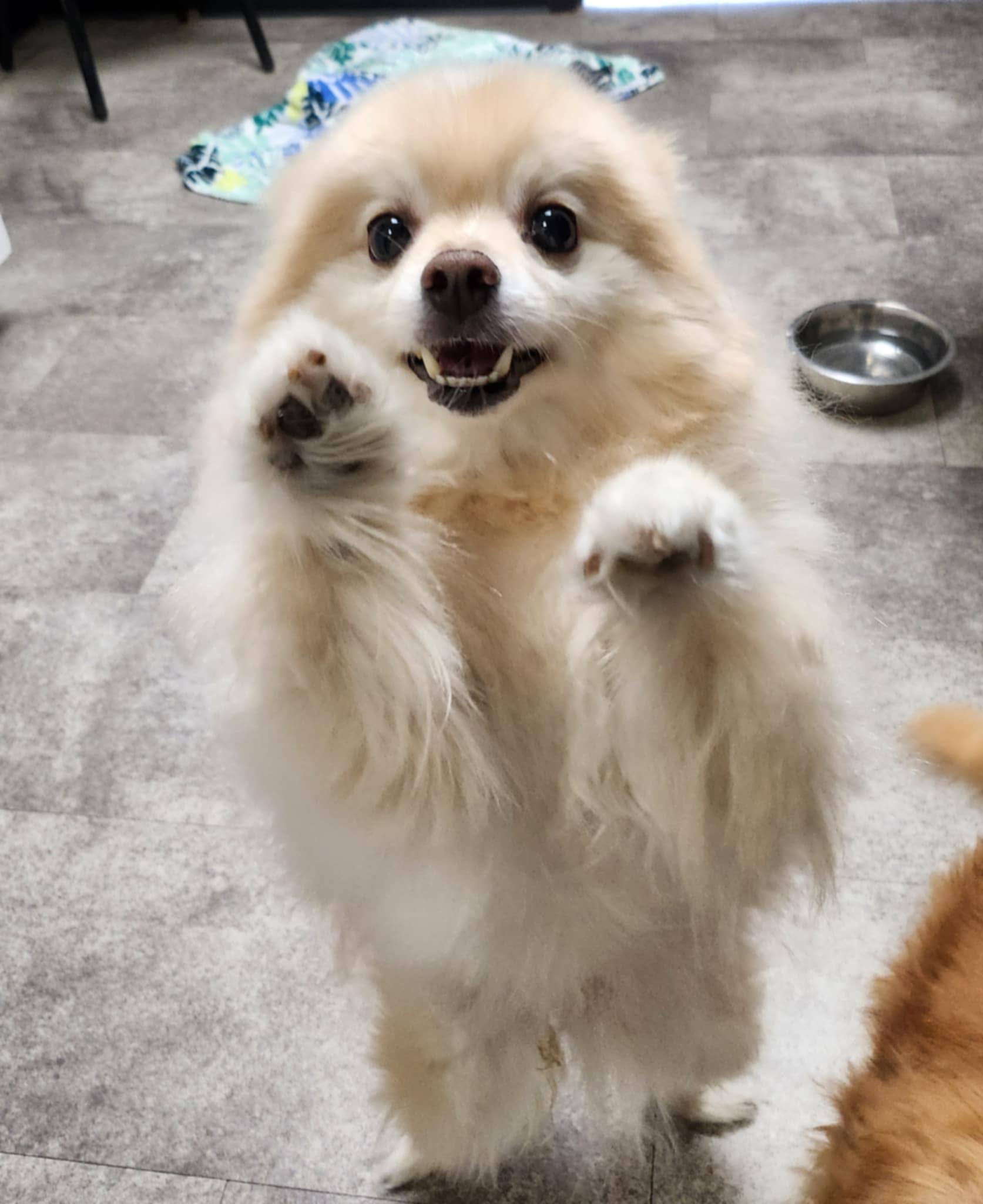 Enlarge Buddy, a Adopted Pomeranian in Clarksville, TN image 4/4