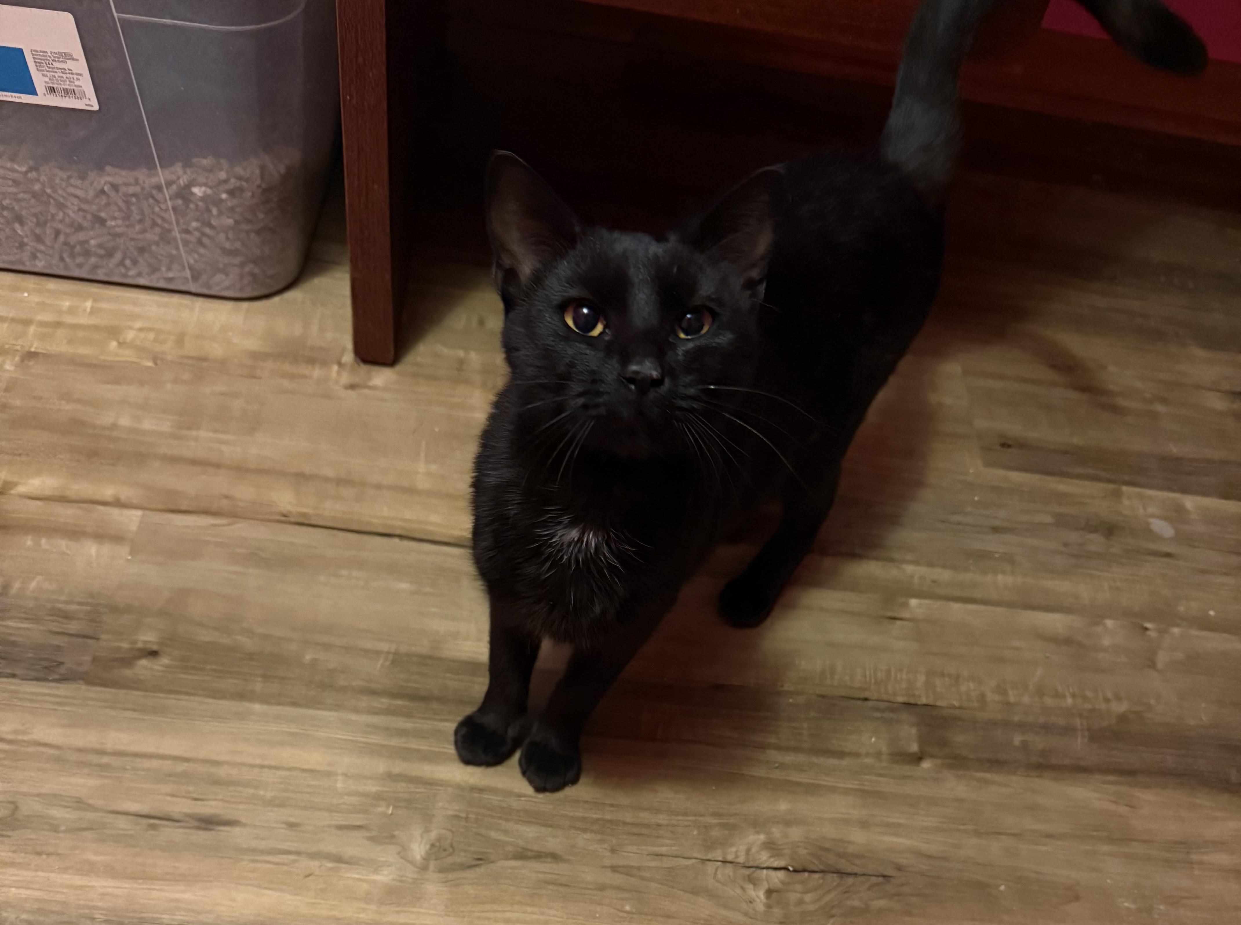 Enlarge Dolly, a ADOPTABLE Domestic Short Hair in Highland, IN image 1/1