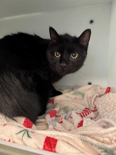 Enlarge TSHIRT, a Adoptable Domestic Short Hair in Peoria, IL image 1/1