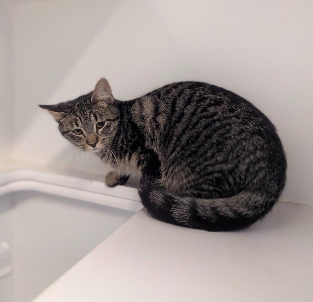 Cornbread, Adoptable, Kitten Male Domestic Short Hair.