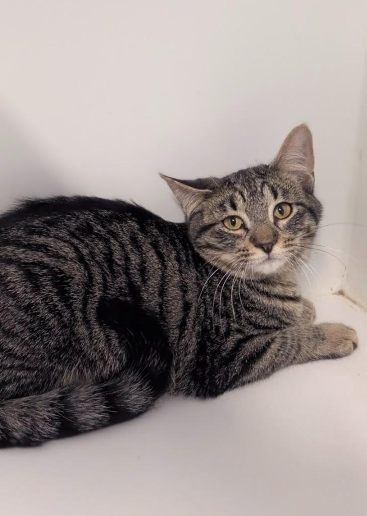 Enlarge Cornbread, a Adoptable mixed breed in Prairie du Chien, WI image 2/2