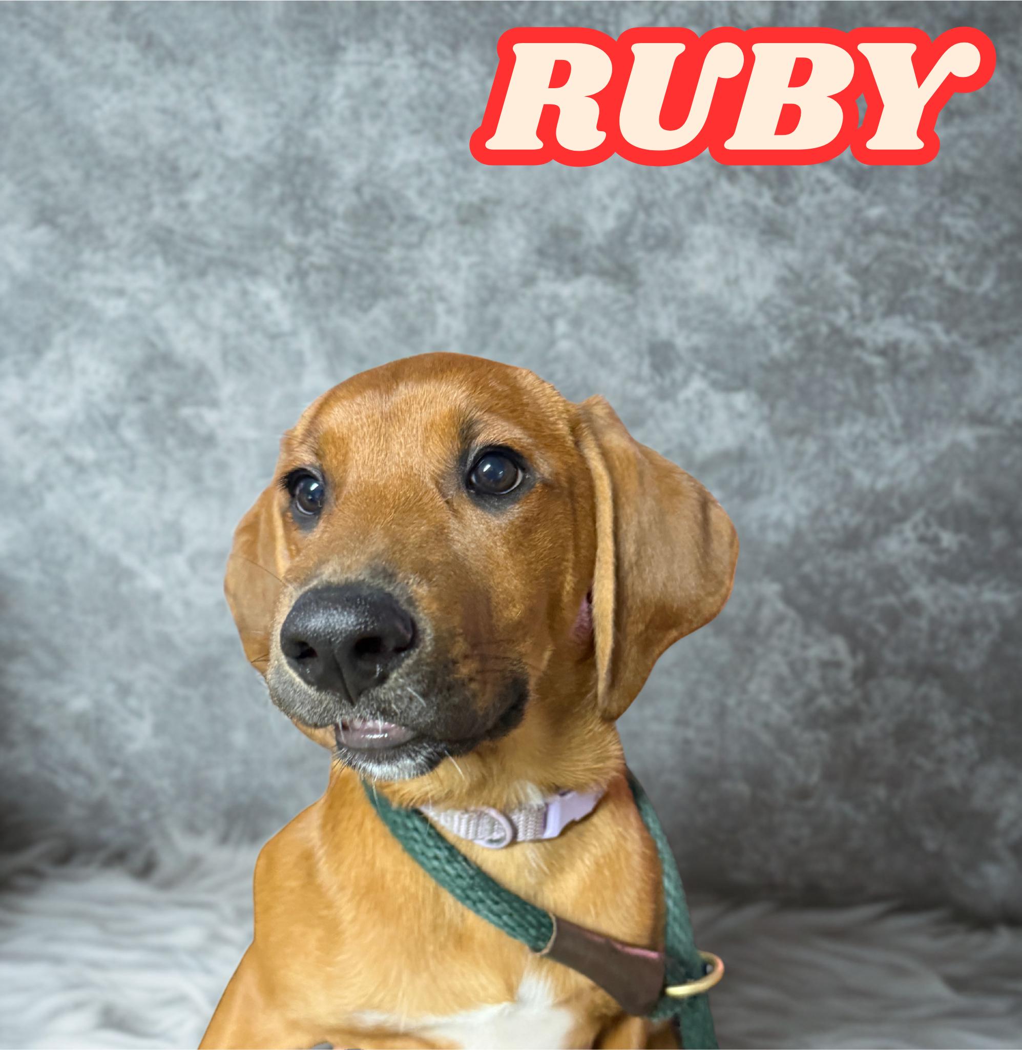 Ruby, adoptable, Puppy Female Redbone Coonhound.
